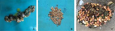 Gastropod chemoreception behaviors—Mechanisms underlying the perception and location of targets and implications for shellfish fishery development in aquatic environments